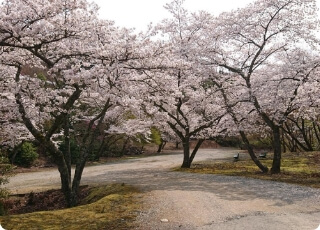 愛宕桜駐車場