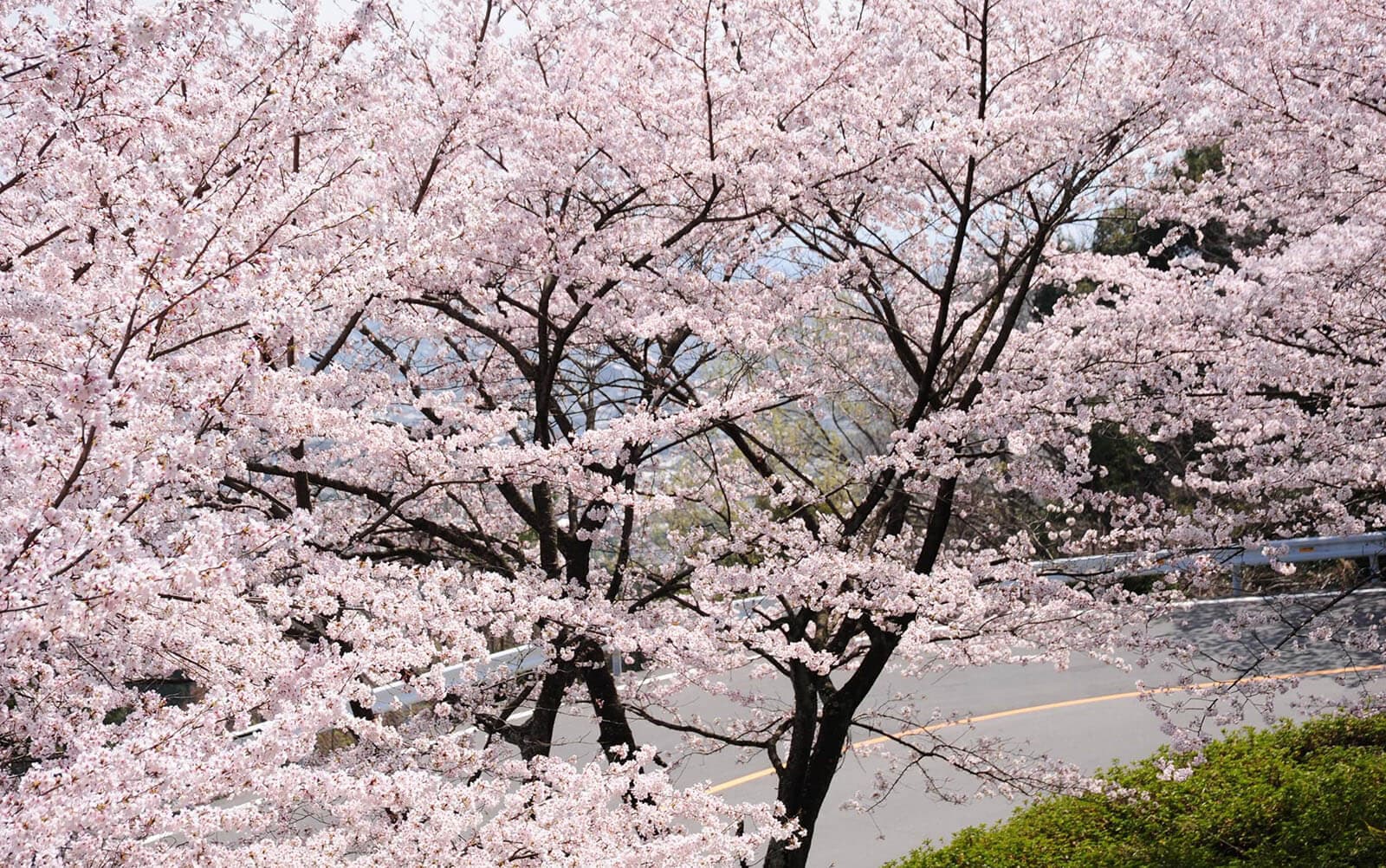 四季折々の花が楽しめる花街道